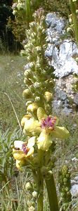 Verbascum nigrum (Scrophulariaceae)  - Molène noire, Cierge maudit - Dark Mullein Ain [France] 17/07/2000 - 550m
