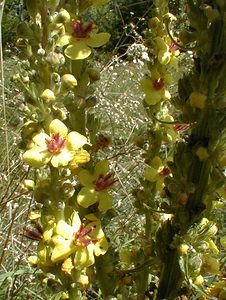 Verbascum nigrum (Scrophulariaceae)  - Molène noire, Cierge maudit - Dark Mullein Ain [France] 17/07/2000 - 550m