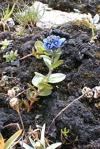 Veronica alpina (Plantaginaceae)  - Véronique des Alpes - Alpine Speedwell Savoie [France] 24/07/2000 - 2750m