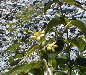 Vincetoxicum hirundinaria (Apocynaceae)  - Dompte-venin officinal, Dompte-venin, Asclépiade blanche, Contre-poison Savoie [France] 31/07/2000 - 2000m