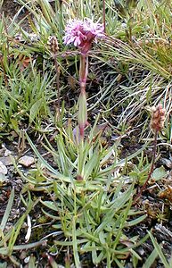 Viscaria alpina (Caryophyllaceae)  - Viscaire des Alpes, Silène de Suède Savoie [France] 28/07/2000 - 2370m