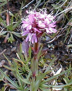 Viscaria alpina (Caryophyllaceae)  - Viscaire des Alpes, Silène de Suède Savoie [France] 28/07/2000 - 2370m