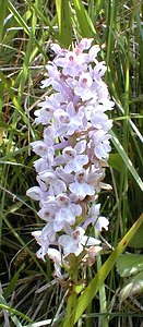 x Dactylodenia sancti-quintinii (Orchidaceae) Dactylorhiza fuchsii x Gymnadenia conopsea. Pas-de-Calais [France] 01/07/2000 - 90m