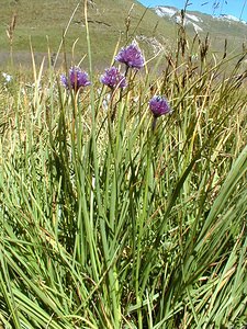 Allium schoenoprasum (Amaryllidaceae)  - Civette, Ciboulette, Ciboule, Ail civette - Chives Savoie [France] 01/08/2000 - 1940m