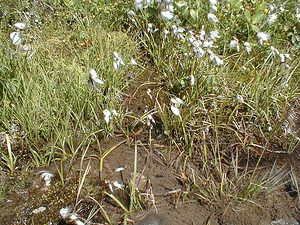 Eriophorum angustifolium (Cyperaceae)  - Linaigrette à feuilles étroites, Linaigrette à épis nombreux - Common Cottongrass Savoie [France] 01/08/2000 - 1940m