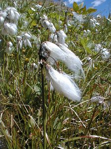 Eriophorum angustifolium (Cyperaceae)  - Linaigrette à feuilles étroites, Linaigrette à épis nombreux - Common Cottongrass Savoie [France] 01/08/2000 - 1940m