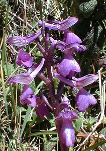 Anacamptis morio (Orchidaceae)  - Anacamptide bouffon, Orchis bouffon Gard [France] 26/04/2001 - 570m