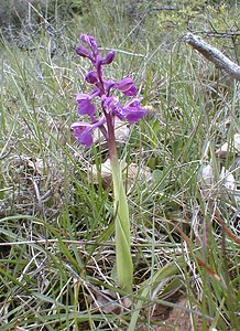 Anacamptis morio (Orchidaceae)  - Anacamptide bouffon, Orchis bouffon Gard [France] 27/04/2001 - 660m