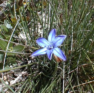 Aphyllanthes monspeliensis (Asparagaceae)  - Aphyllanthe de Montpellier, oeillet bleu de Montpellier, Jonciole, Bragalou Gard [France] 21/04/2001 - 260m