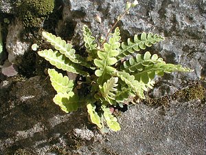 Asplenium ceterach (Aspleniaceae)  - Doradille cétérac, cétérac officinal, Cétérac, Cétérach - Rustyback Gard [France] 27/04/2001 - 470m
