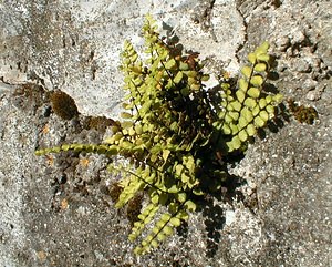 Asplenium trichomanes (Aspleniaceae)  - Doradille des murailles, Capillaire des murailles, Fausse capillaire, Capillaire rouge - Maidenhair Spleenwort Gard [France] 27/04/2001 - 470m