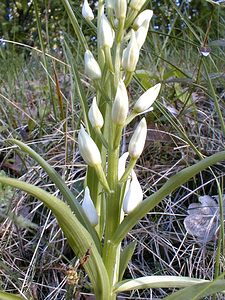 Cephalanthera longifolia (Orchidaceae)  - Céphalanthère à feuilles longues, Céphalanthère à longues feuilles, Céphalanthère à feuilles en épée - Narrow-leaved Helleborine Gard [France] 21/04/2001 - 160m