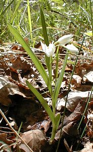 Cephalanthera longifolia (Orchidaceae)  - Céphalanthère à feuilles longues, Céphalanthère à longues feuilles, Céphalanthère à feuilles en épée - Narrow-leaved Helleborine Ardeche [France] 23/04/2001 - 170m