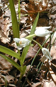 Cephalanthera longifolia Céphalanthère à feuilles longues, Céphalanthère à longues feuilles, Céphalanthère à feuilles en épée Narrow-leaved Helleborine