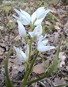 Cephalanthera longifolia (Orchidaceae)  - Céphalanthère à feuilles longues, Céphalanthère à longues feuilles, Céphalanthère à feuilles en épée - Narrow-leaved Helleborine Ardeche [France] 23/04/2001 - 170m