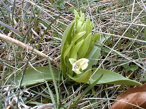 Dactylorhiza sambucina (Orchidaceae)  - Dactylorhize sureau, Orchis sureau Lozere [France] 16/04/2001 - 1020m