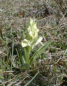 Dactylorhiza sambucina (Orchidaceae)  - Dactylorhize sureau, Orchis sureau Lozere [France] 16/04/2001 - 1020m