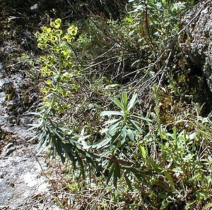 Euphorbia characias (Euphorbiaceae)  - Euphorbe characias, Euphorbe des vallons - Mediterranean Spurge Gard [France] 17/04/2001 - 140m