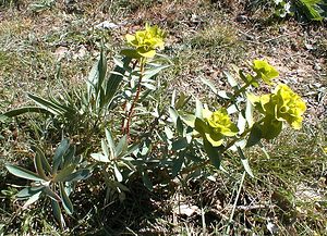 Euphorbia nicaeensis (Euphorbiaceae)  - Euphorbe de Nice Gard [France] 17/04/2001 - 360m
