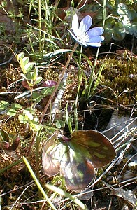 Hepatica nobilis (Ranunculaceae)  - Hépatique à trois lobes, Hépatique noble, Anémone hépatique - Liverleaf Lozere [France] 28/04/2001 - 460m