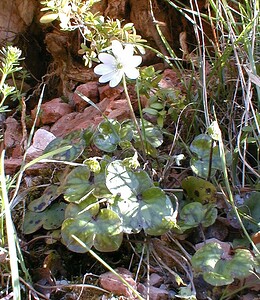 Hepatica nobilis (Ranunculaceae)  - Hépatique à trois lobes, Hépatique noble, Anémone hépatique - Liverleaf Lozere [France] 28/04/2001 - 460m