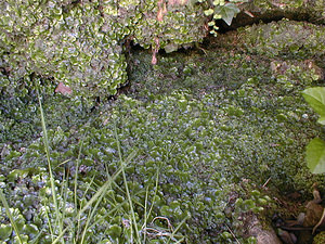 Marchantia polymorpha (Marchantiaceae)  - Common Liverwort Gard [France] 27/04/2001 - 170m