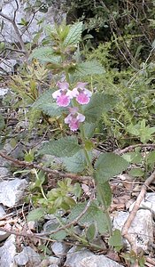 Melittis melissophyllum (Lamiaceae)  - Mélitte à feuilles de mélisse - Bastard Balm Gard [France] 21/04/2001 - 260m