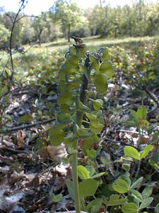 Muscari comosum (Asparagaceae)  - Muscari chevelu, Muscari à toupet, Muscari chevelu, Muscari à toupet - Tassel Hyacinth Gard [France] 17/04/2001 - 360m