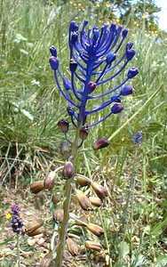 Muscari comosum (Asparagaceae)  - Muscari chevelu, Muscari à toupet, Muscari chevelu, Muscari à toupet - Tassel Hyacinth Gard [France] 19/04/2001 - 140m