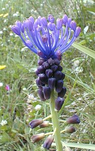 Muscari comosum (Asparagaceae)  - Muscari chevelu, Muscari à toupet, Muscari chevelu, Muscari à toupet - Tassel Hyacinth Gard [France] 19/04/2001 - 140m