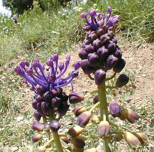 Muscari comosum (Asparagaceae)  - Muscari chevelu, Muscari à toupet, Muscari chevelu, Muscari à toupet - Tassel Hyacinth Gard [France] 19/04/2001 - 140m