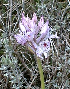 Neotinea tridentata (Orchidaceae)  - Néotinée tridentée, Orchis à trois dents, Orchis tridenté Ardeche [France] 25/04/2001 - 380m