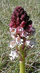 Neotinea ustulata (Orchidaceae)  - Néotinée brûlée, Orchis brûlé - Burnt Orchid Aveyron [France] 28/04/2001 - 760m