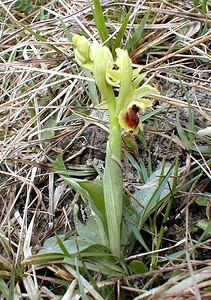 Ophrys araneola sensu auct. plur. (Orchidaceae)  - Ophrys litigieux Pas-de-Calais [France] 07/04/2001 - 160m