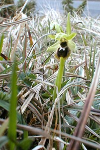 Ophrys araneola sensu auct. plur. (Orchidaceae)  - Ophrys litigieux Pas-de-Calais [France] 07/04/2001 - 160m