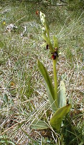 Ophrys insectifera (Orchidaceae)  - Ophrys mouche - Fly Orchid Herault [France] 28/04/2001 - 720m