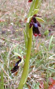 Ophrys insectifera (Orchidaceae)  - Ophrys mouche - Fly Orchid Aisne [France] 30/04/2001 - 120m