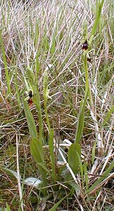 Ophrys insectifera (Orchidaceae)  - Ophrys mouche - Fly Orchid Aisne [France] 30/04/2001 - 120m