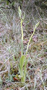 Ophrys insectifera (Orchidaceae)  - Ophrys mouche - Fly Orchid Aisne [France] 30/04/2001 - 120m