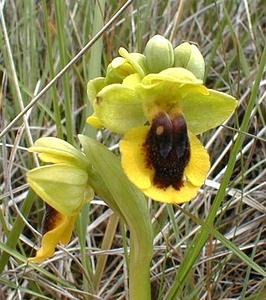 Ophrys lutea (Orchidaceae)  - Ophrys jaune Ardeche [France] 25/04/2001 - 380m