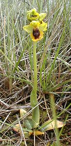 Ophrys lutea (Orchidaceae)  - Ophrys jaune Ardeche [France] 25/04/2001 - 380m