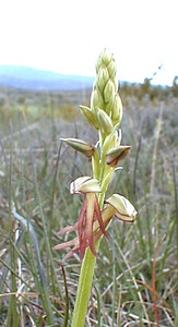 Orchis anthropophora (Orchidaceae)  - Acéras homme-pendu - Man Orchid Gard [France] 27/04/2001 - 660m