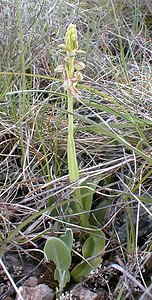 Orchis anthropophora (Orchidaceae)  - Acéras homme-pendu - Man Orchid Gard [France] 27/04/2001 - 660m