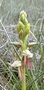 Orchis anthropophora (Orchidaceae)  - Acéras homme-pendu - Man Orchid Gard [France] 27/04/2001 - 660m