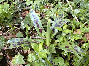 Orchis mascula (Orchidaceae)  - Orchis mâle - Early-purple Orchid Pas-de-Calais [France] 07/04/2001 - 60m