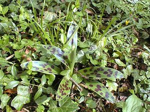 Orchis mascula (Orchidaceae)  - Orchis mâle - Early-purple Orchid Pas-de-Calais [France] 07/04/2001 - 60m