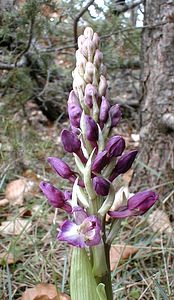 Orchis mascula (Orchidaceae)  - Orchis mâle - Early-purple Orchid Lozere [France] 16/04/2001 - 1020m