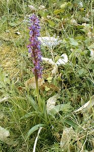 Orchis mascula (Orchidaceae)  - Orchis mâle - Early-purple Orchid Gard [France] 20/04/2001 - 560m