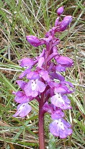 Orchis mascula (Orchidaceae)  - Orchis mâle - Early-purple Orchid Ardeche [France] 25/04/2001 - 380m