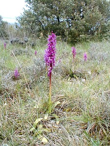 Orchis mascula (Orchidaceae)  - Orchis mâle - Early-purple Orchid Ardeche [France] 25/04/2001 - 380m